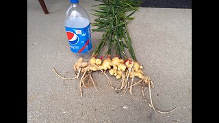 Harvesting Our Ginger On Halloween 10/31/23