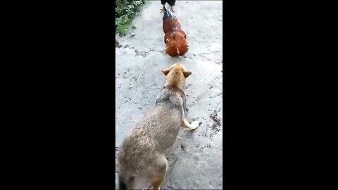 dog's funny videos 😅🤣🤣😂