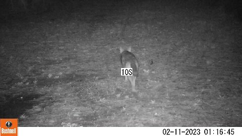 Bushnell Deer Camera Coyote Part 3