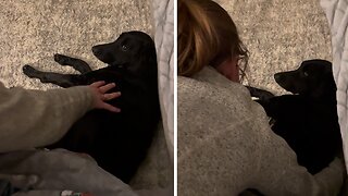 Stubborn Sleepy Pup Hilariously Refuses To Get Up