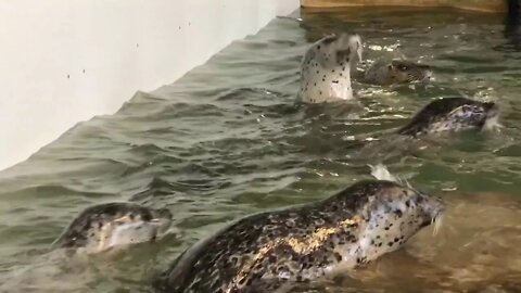 Seals playing in the water... (Seaside Aquarium) #1
