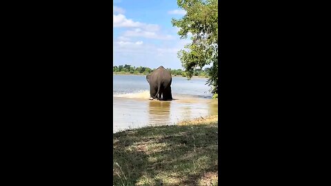 Elephants 🇱🇰