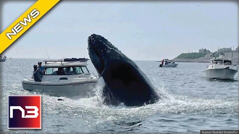 Whale JUMPS Out Of The Water, Suddenly All Hell Breaks Loose