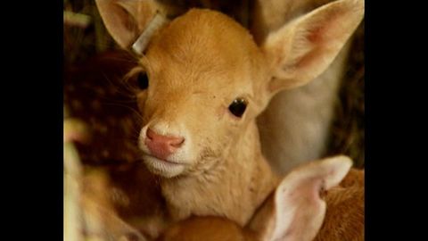 Orphaned Deer Live In Castle