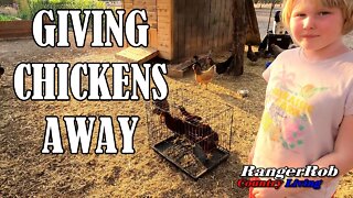 Giving Chickens Away