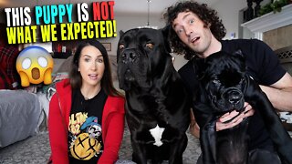 This PUPPY Is NOT What We Expected!