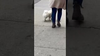Fluffy Dog with no collar