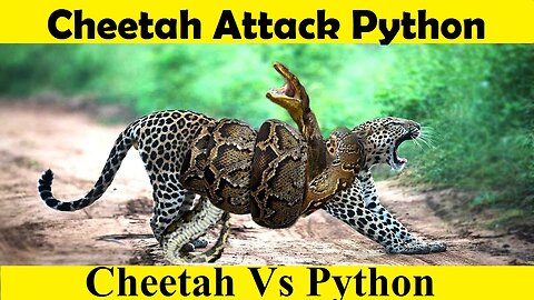 Cheetah Vs Python Fight. Cheetah Attack Python. (Tutorial Video)