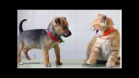 cat vs dog || cat and dog face to face || #viral #