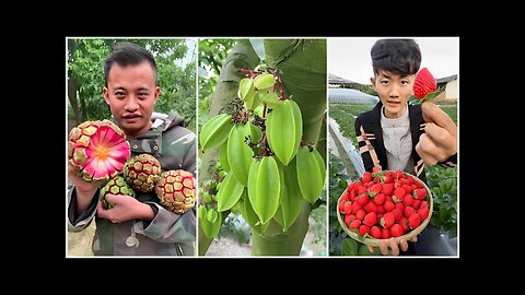 Farm Fresh Ninja Fruit | Tik Tok China | (Oddly Satisfying Fruit Ninja)