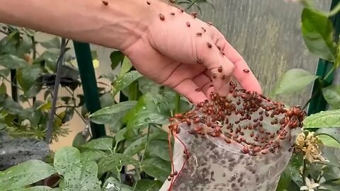 Releasing massive amounts of ladybugs to stop pests