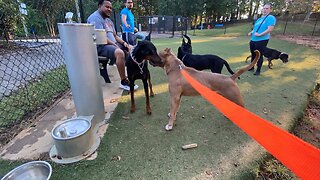 Doberman Attacks Pitbull (Dog Park Chronicle)