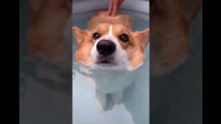 Corgi Butt Floats In Water!