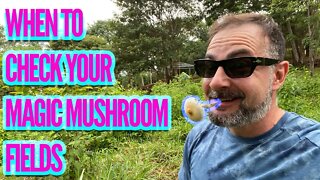 THE BEST TIME TO CHECK YOUR MAGIC MUSHROOM FIELD (Micro and macro environments explained)