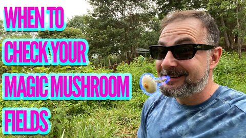 THE BEST TIME TO CHECK YOUR MAGIC MUSHROOM FIELD (Micro and macro environments explained)