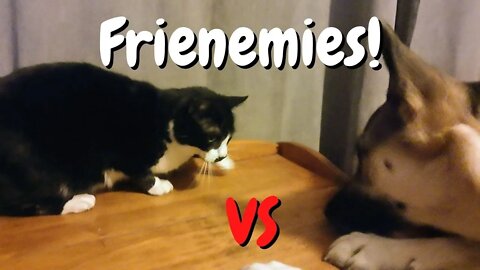 #shorts Cat and Dog Frienemies