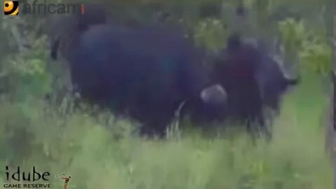 AFRICAM: BUFFALO BULLS vs CROCODILE Full Video: Attack And Rescue !!