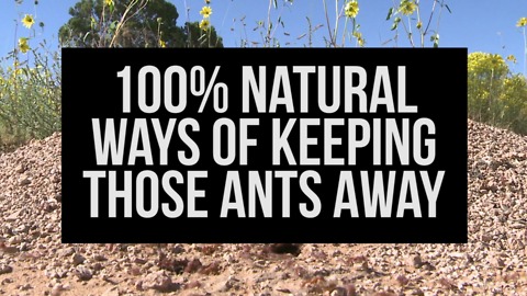 100% Natural Ways of Keeping Those Ants Away
