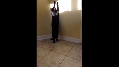 Cat named 'Shadow' plays with a shadow!