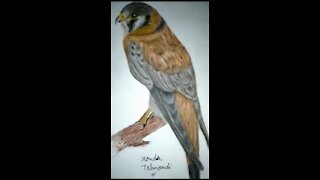Drawing Falcon Colored