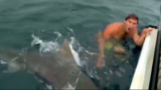 Swimmer Attacked By Massive Tiger Shark Shark Attacks Caught on Camera - CR News