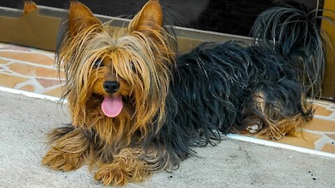 The Adorable Yorkshire Terrier Dog – All About Yorkshire Terrier Dogs!