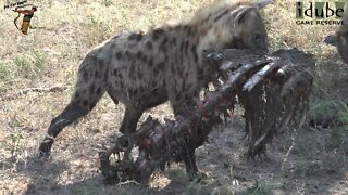 Hyenas And Vultures With A Wildebeest Carcass