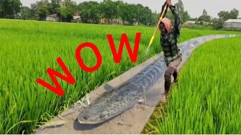 Unique way of catching fish in rice field. WOW. @Unique Fishing Idea