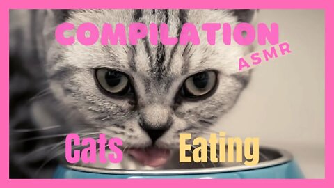 ASMR Cats Eating Food Compilation🐟 Funny Kitten Mukbang 🎀 Satisfying Cat Noises