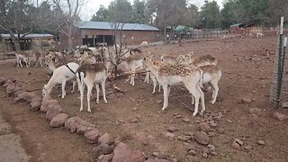 Deer feasting on branches