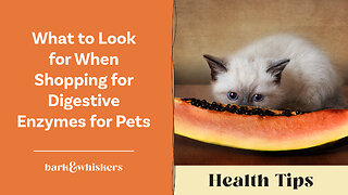 What to Look for When Shopping for Digestive Enzymes for Pets