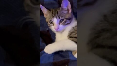 Kitten Purring Buddy White Noise