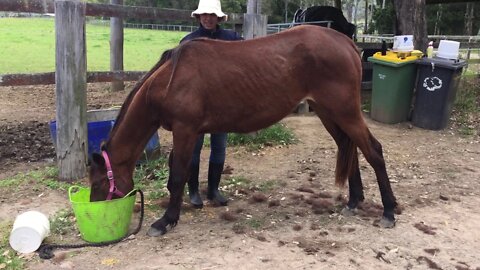 Yearling horse having her winter coat scraped off - when a camped out horse has no problem