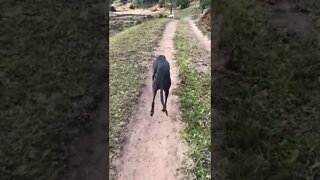 Disabled greyhound loves her walks 💕