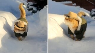 Coolest Cat Ever Struts Through The Snow
