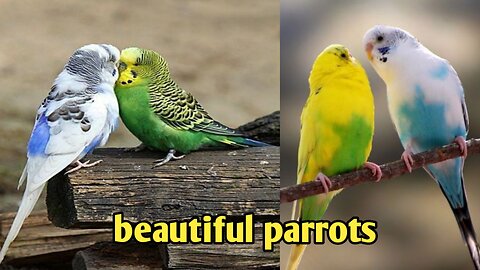 Parrots !!