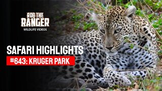 Safari Highlights #643: 21 November 2021 | Kruger National Park | Latest Wildlife Sightings