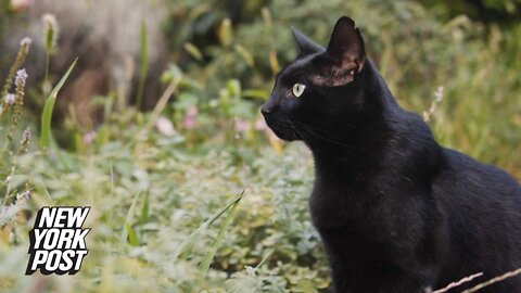 Cats classified as 'invasive alien species' by scientific institute