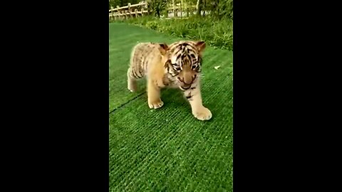 Adorable,🐯 Cuddly and 💓Cute Baby🐯 Tiger Cub