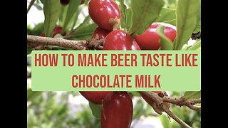 How to make beer taste like chocolate milk...The miracle fruit bush tree!
