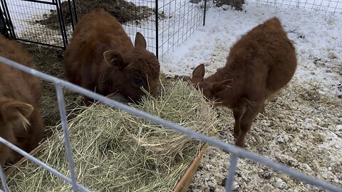 Cow jumps for joy