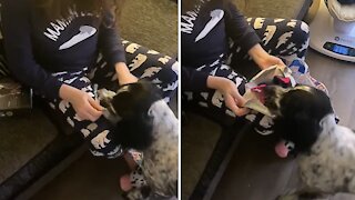 Doggy opens up Christmas gift, plays with it immediately