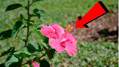 Do You Know This Flower? Here's What It Can Do To Your Health!