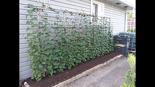 Happy Father's Day Garden Update 6/18/23