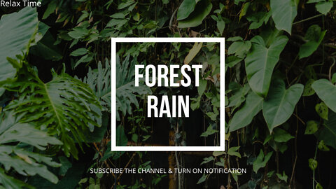 Forest Rain Sound For Better Sleeping