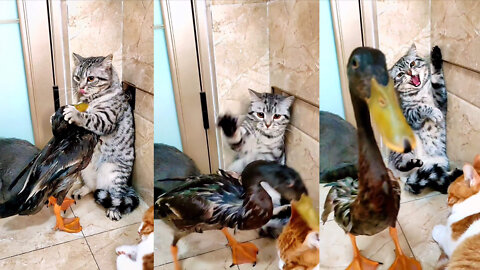 Duck fight with cat