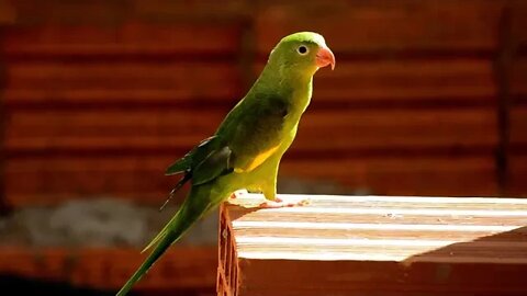 Parrot 3017