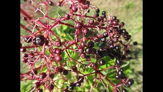 Together Elderberries Sept 2022