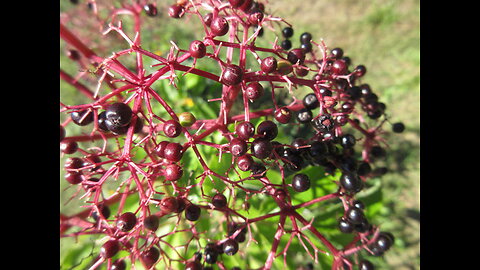 Together Elderberries Sept 2022