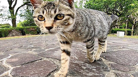 A stray kitten who walks with him and rolls over with his feet